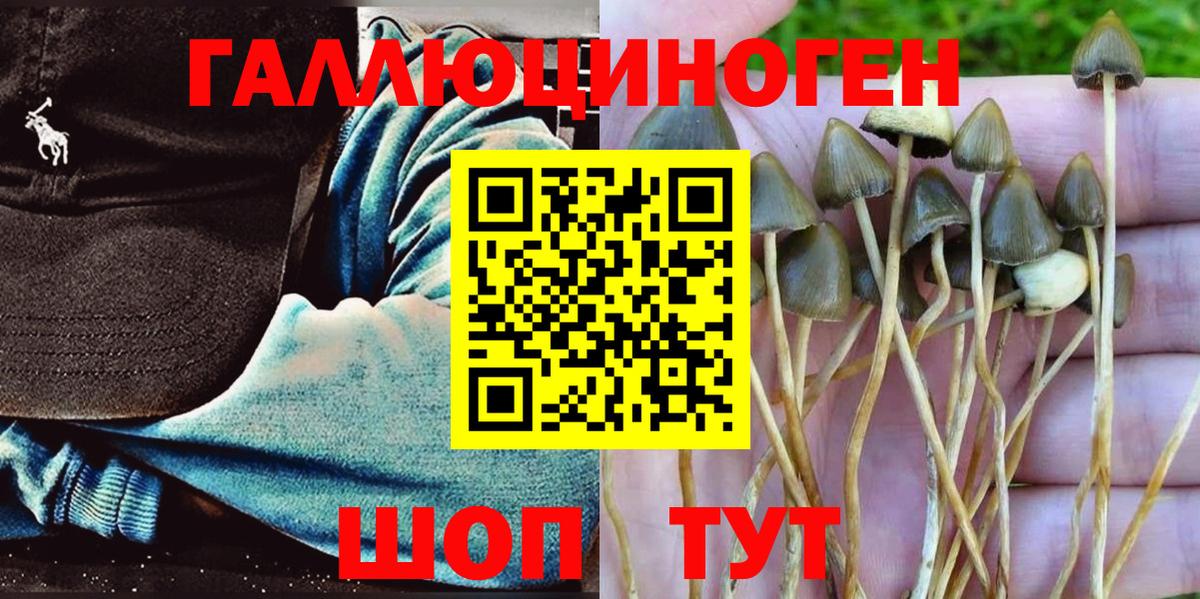 Александров  Псилоцибиновые грибы MAGIC MUSHROOMS  Вход с VPN 